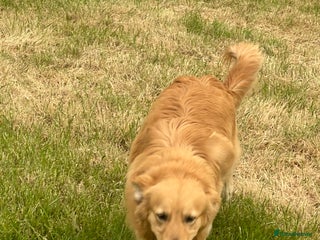 Golden Retriever dogs - Advert 21