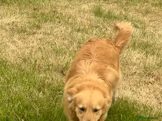 Golden Retriever dogs Golden retriever stud - Advert 24