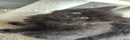 British Longhair cats for sale: British longhair X Kittens  - Advert 5
