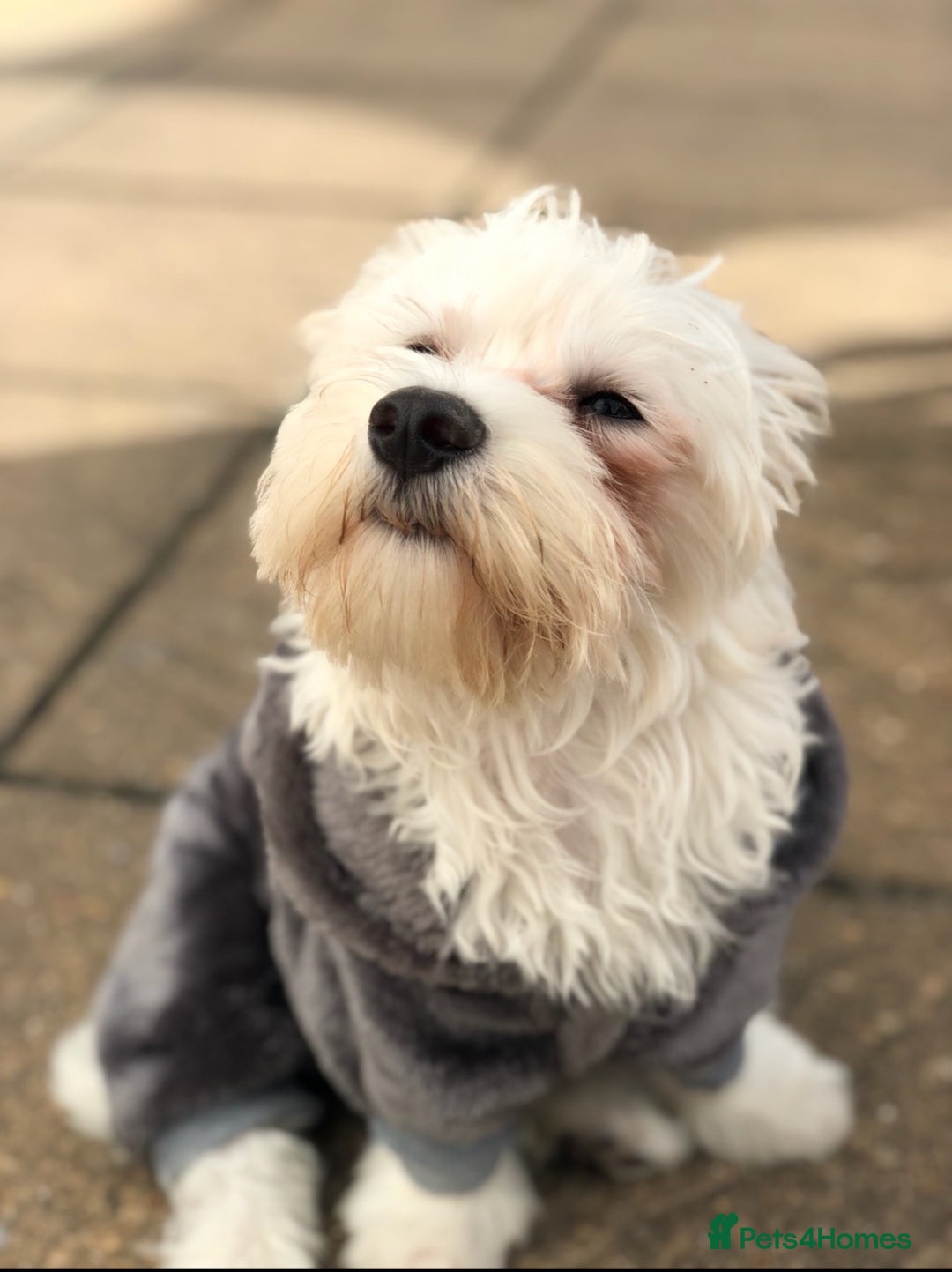Maltipoo dogs for stud: Maltese Male Available for Stud – Chatham, Kent - Image 4