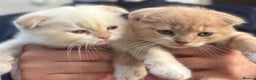 Scottish Fold cats for sale: Scottish fold male kittens  - Advert 6