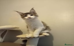 Maine Coon cats for sale: Maine coon kittens - Image 10
