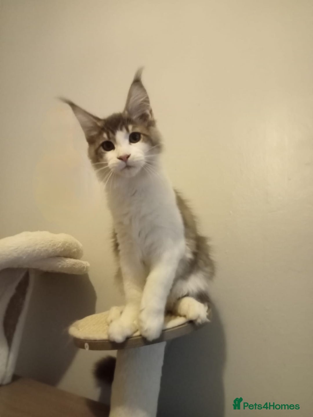 Maine Coon cats for sale: Maine coon kittens - Image 10