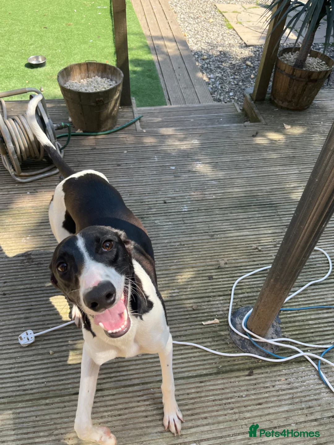 Saluki dogs for sale: Saluki greyhound  - Advert 2