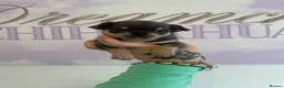 Chihuahua dogs for sale: Beautiful Chihuahua boys  - Advert 9