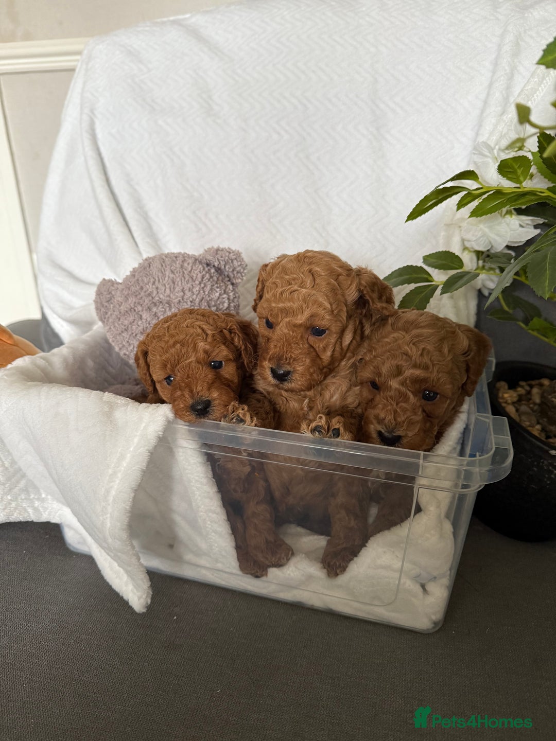 Cavapoo dogs for sale: F1B cavapoo puppies - Image 23