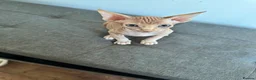Sphynx cats for sale: Canadian sphynx ready to leave now  - Advert 19
