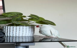 Ringnecks birds for sale: White Female Indian Ringneck Parrot for Sale 🕊️ - Image 2