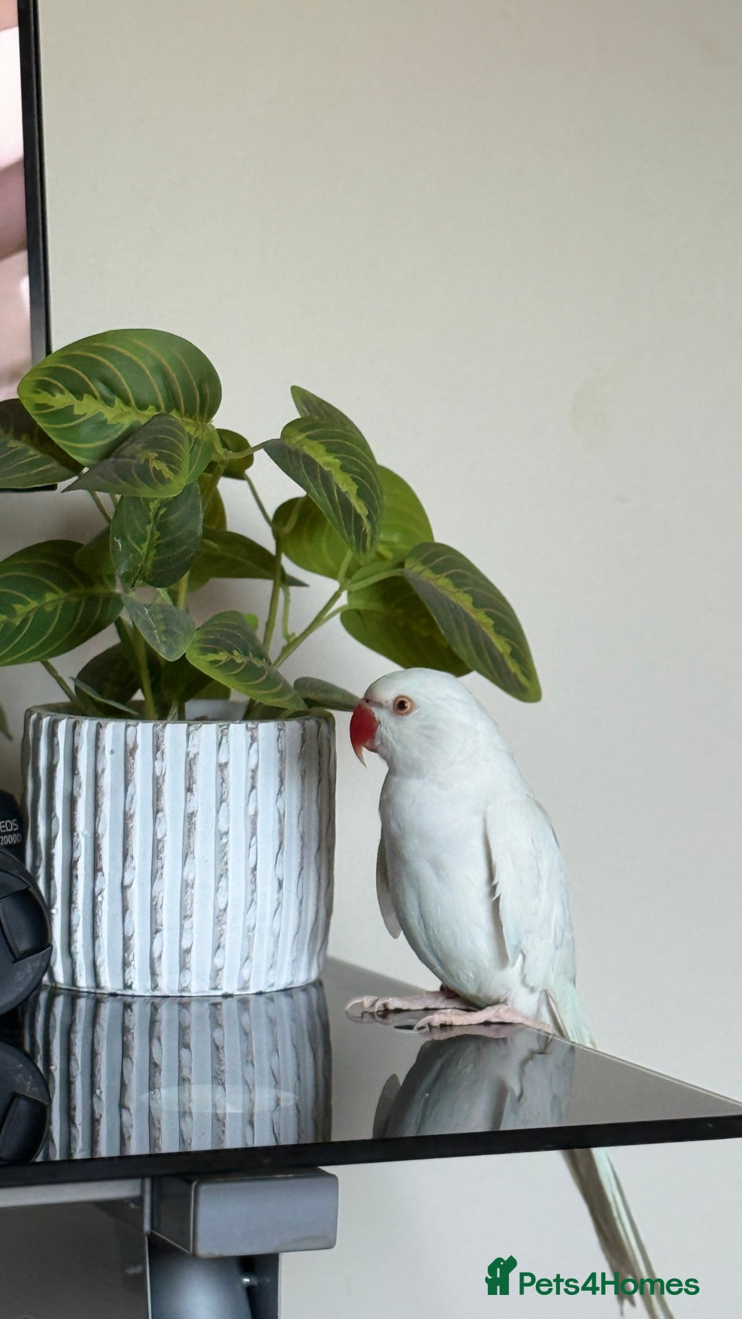 Ringnecks birds for sale: White Female Indian Ringneck Parrot for Sale 🕊️ - Image 2