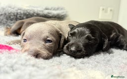 Miniature Dachshund dogs for sale: Stunning miniature dachshunds - Image 3