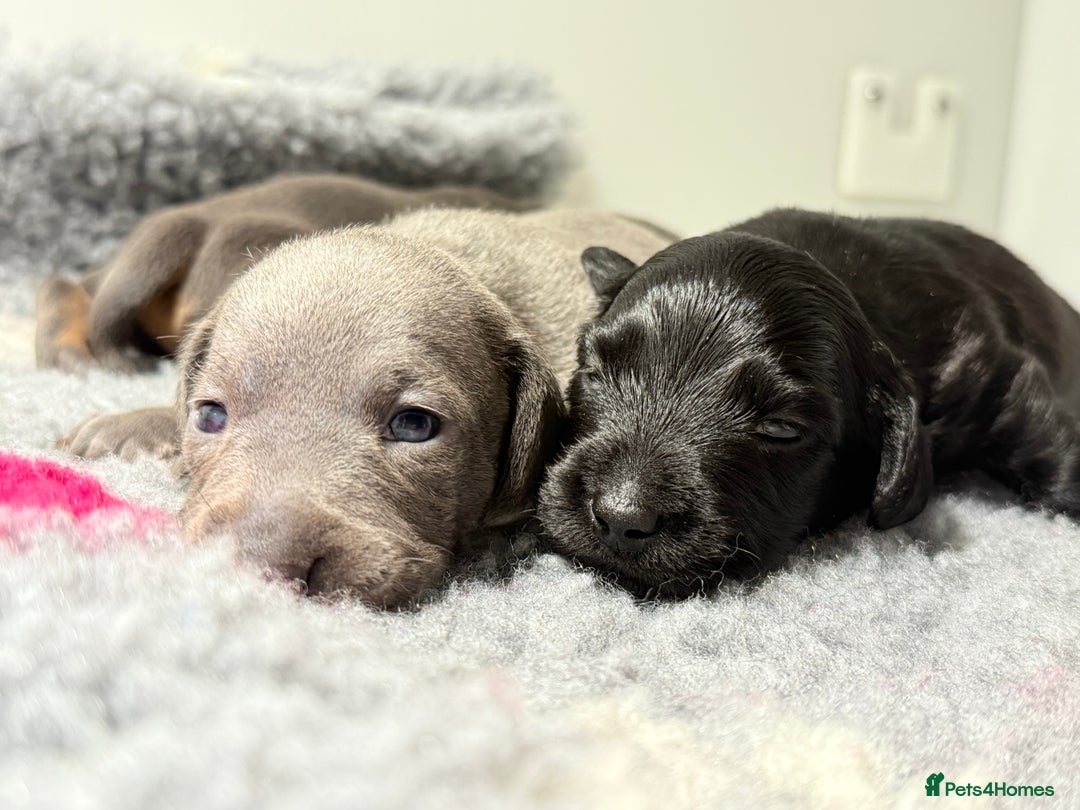 Miniature Dachshund dogs for sale: Stunning miniature dachshunds - Image 3