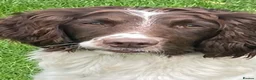 English Springer Spaniel dogs for sale: KCReg Springer Spaniel - Advert 5