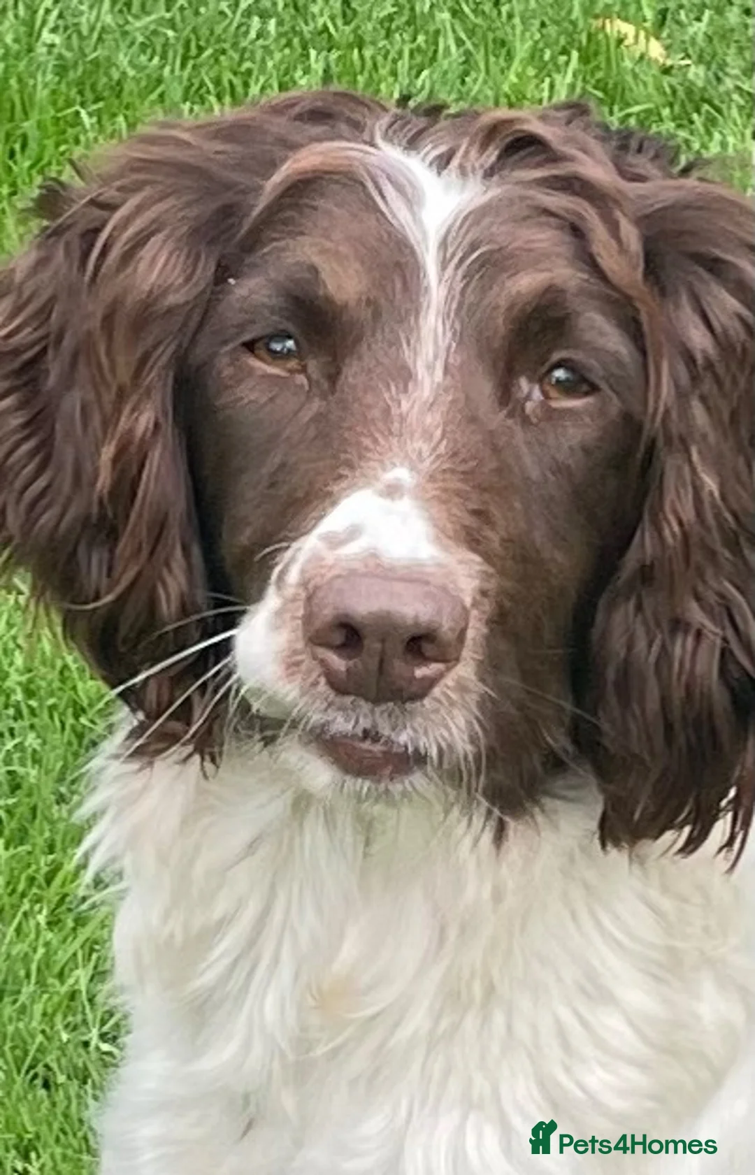 English Springer Spaniel dogs for sale: KCReg Springer Spaniel - Advert 5