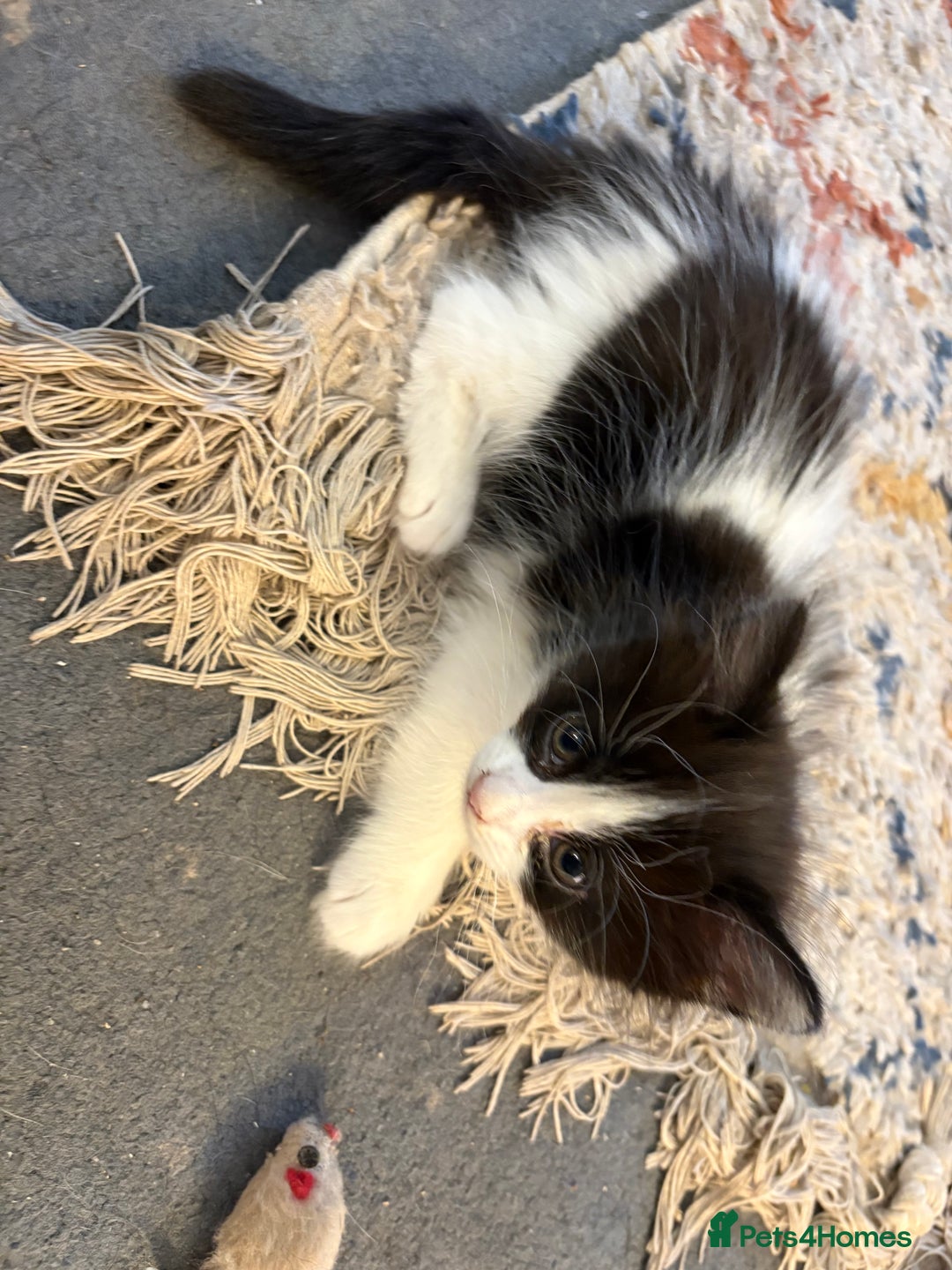 Mixed Breed cats for sale: Beautiful long and short haired kittens  - Advert 21