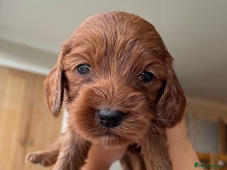 Cockapoo dogs - Advert 17