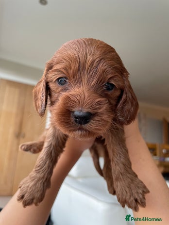 Cockapoo dogs - Advert 15