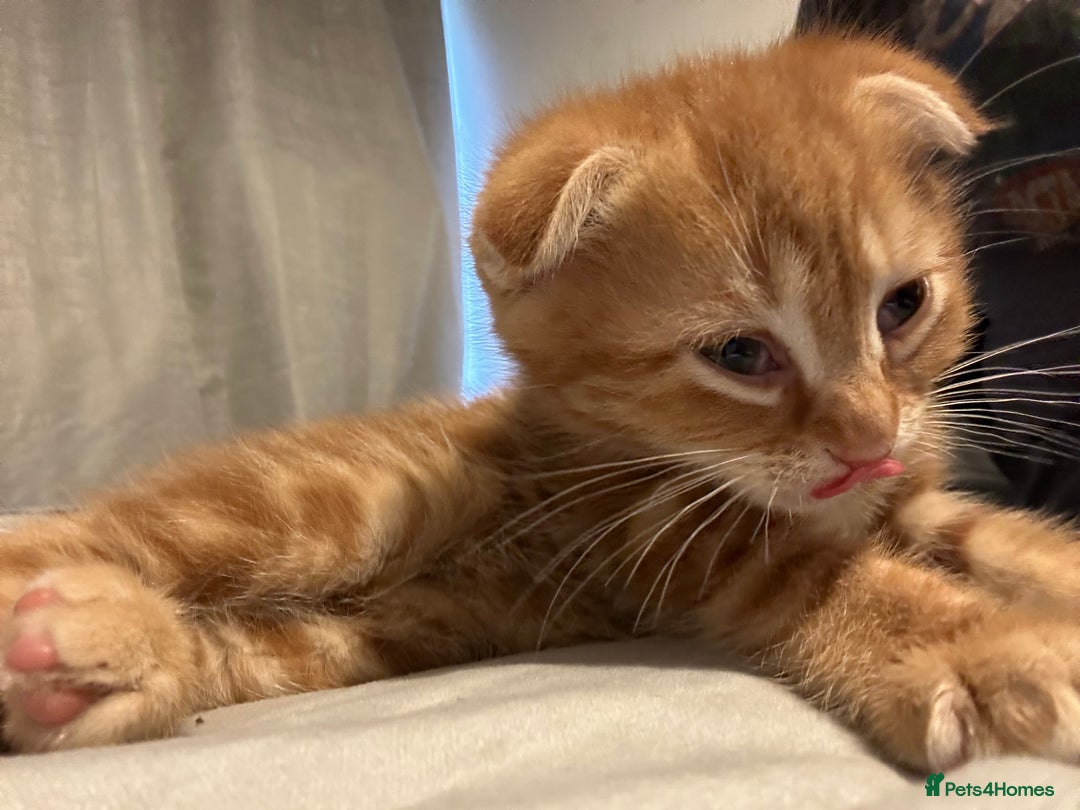 Scottish Fold cats for sale: Ginger Scottish fold/straights - Advert 28