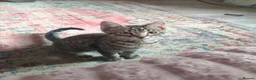 European cats for sale: Gorgeous Kittens Ready For New Home - Advert 4
