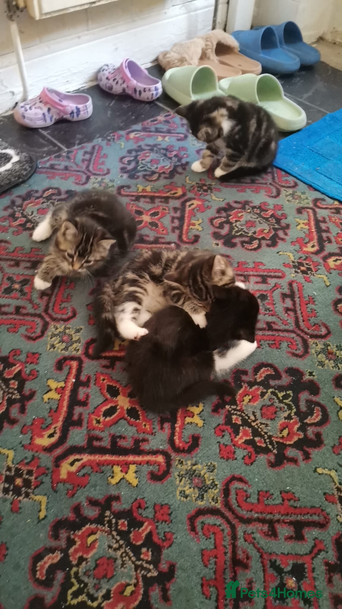 Mixed Breed cats Mixed bread 4 lovely kittens - Advert 1