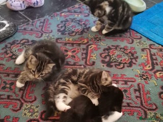 Mixed Breed cats Mixed bread 4 lovely kittens - Advert 1