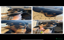 Rottweiler dogs for sale: Beautiful Rottweiler Puppy’s For Sale  - Image 3