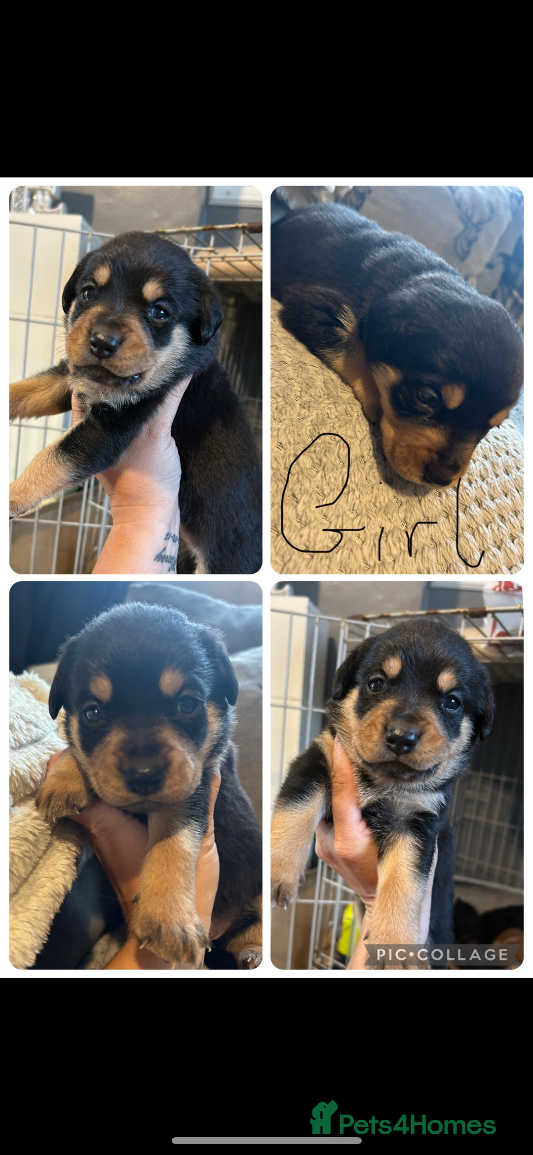 Rottweiler dogs for sale: Beautiful Rottweiler Puppy’s For Sale  - Image 3