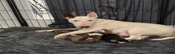 English Bull Terrier dogs for sale: Beautiful KC Reg English Bull Terrier Puppies  - Advert 1