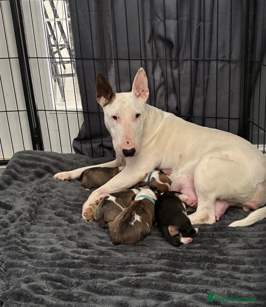 English Bull Terrier dogs for sale: Beautiful KC Reg English Bull Terrier Puppies  - Advert 1