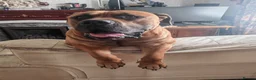 Boerboel dogs for stud: Boerboel male for stud - Advert 6