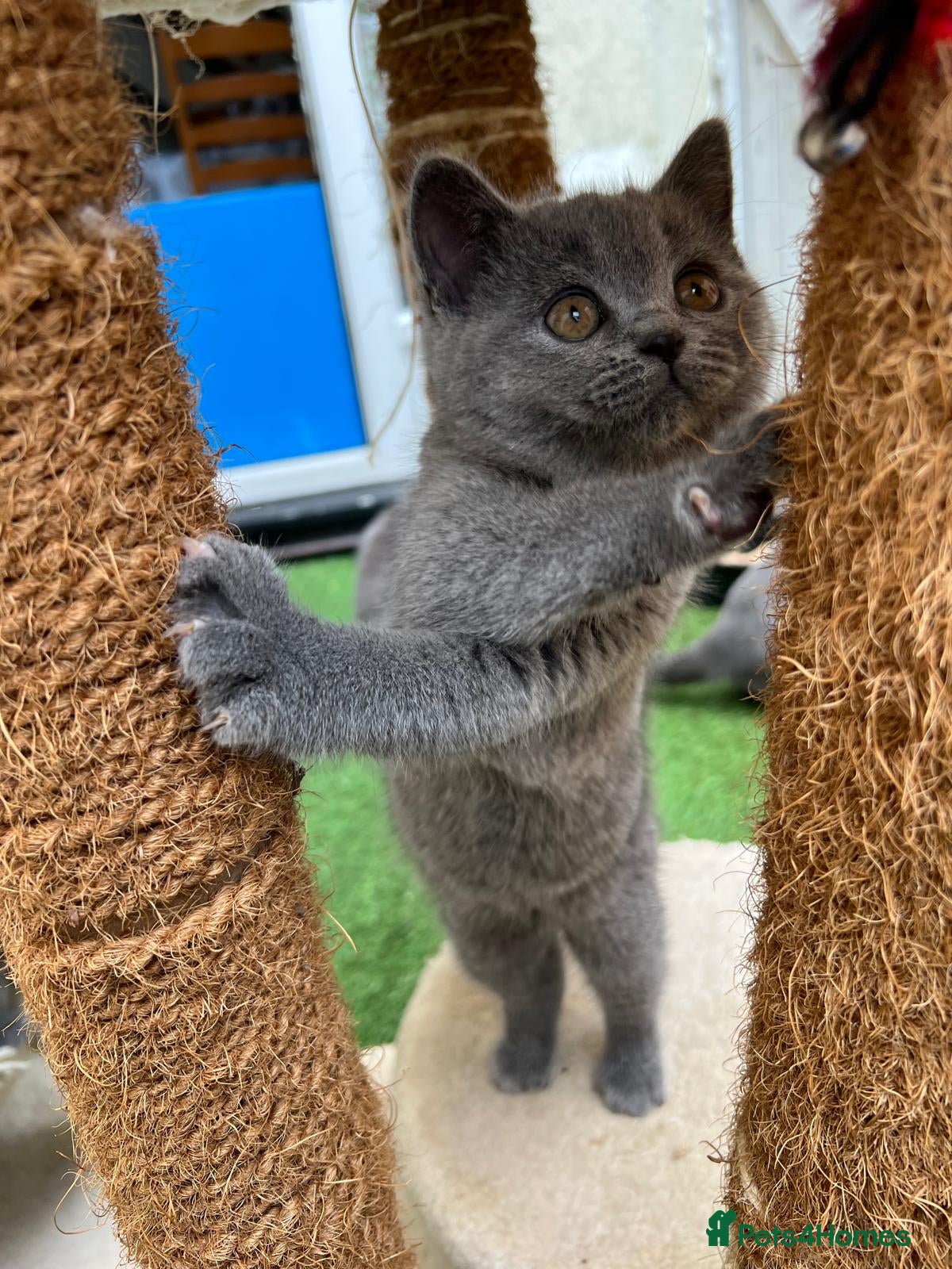 British Shorthair cats for sale: SOLD Only one Purebred Britishshorthair girls  - Advert 2