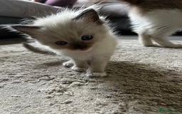 Ragdoll cats for sale: 2 BAby ragdolls ready NOW !! - Image 4