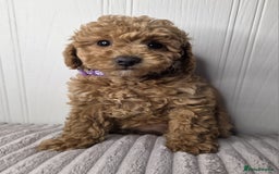 Toy Poodle dogs for sale: Exquisite Toy Poodle Pup - Fully Health Tested  in Gravesend - Image 7