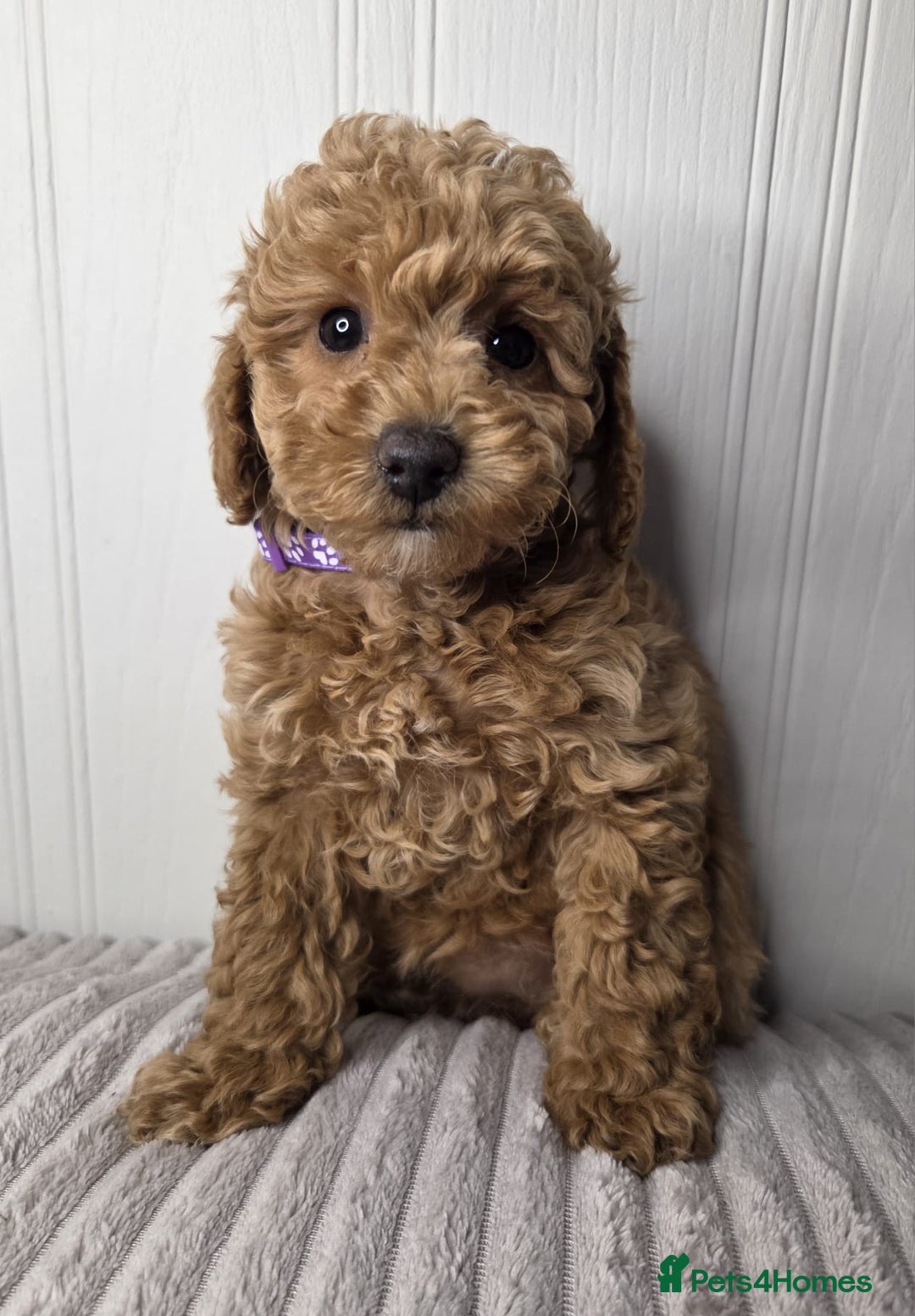 Toy Poodle dogs for sale: Exquisite Toy Poodle Pup - Fully Health Tested  in Gravesend - Image 7