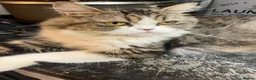 Maine Coon cats for sale: Beautiful Maine coon x Persian  - Advert 3