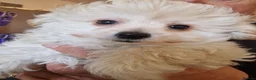 Pomapoo dogs for sale: ☆☆UNIQUE / VERY RARE ☆ 2 FEMALE MICRO BABY BEARS in Bristol - Advert 13