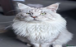 Maine Coon cats for stud: 💫 Stud Available – Proven Maine Coon Male 💫 - Image 1