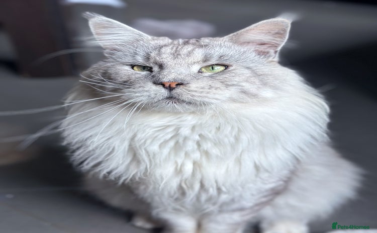 Maine Coon cats - Advert 11