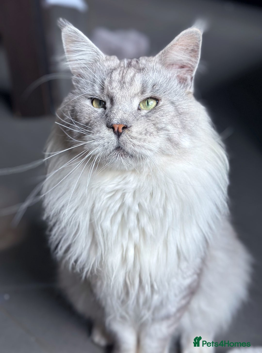Maine Coon cats for stud: 💫 Stud Available – Proven Maine Coon Male 💫 - Image 1