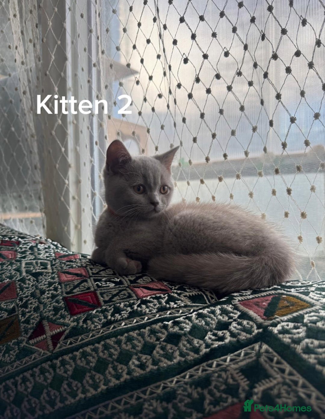 British Shorthair cats for sale: British short hair kittens up for sale (need gone) - Advert 5