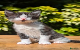 Mixed Breed cats for sale: Tuxedo Kittens - Image 20