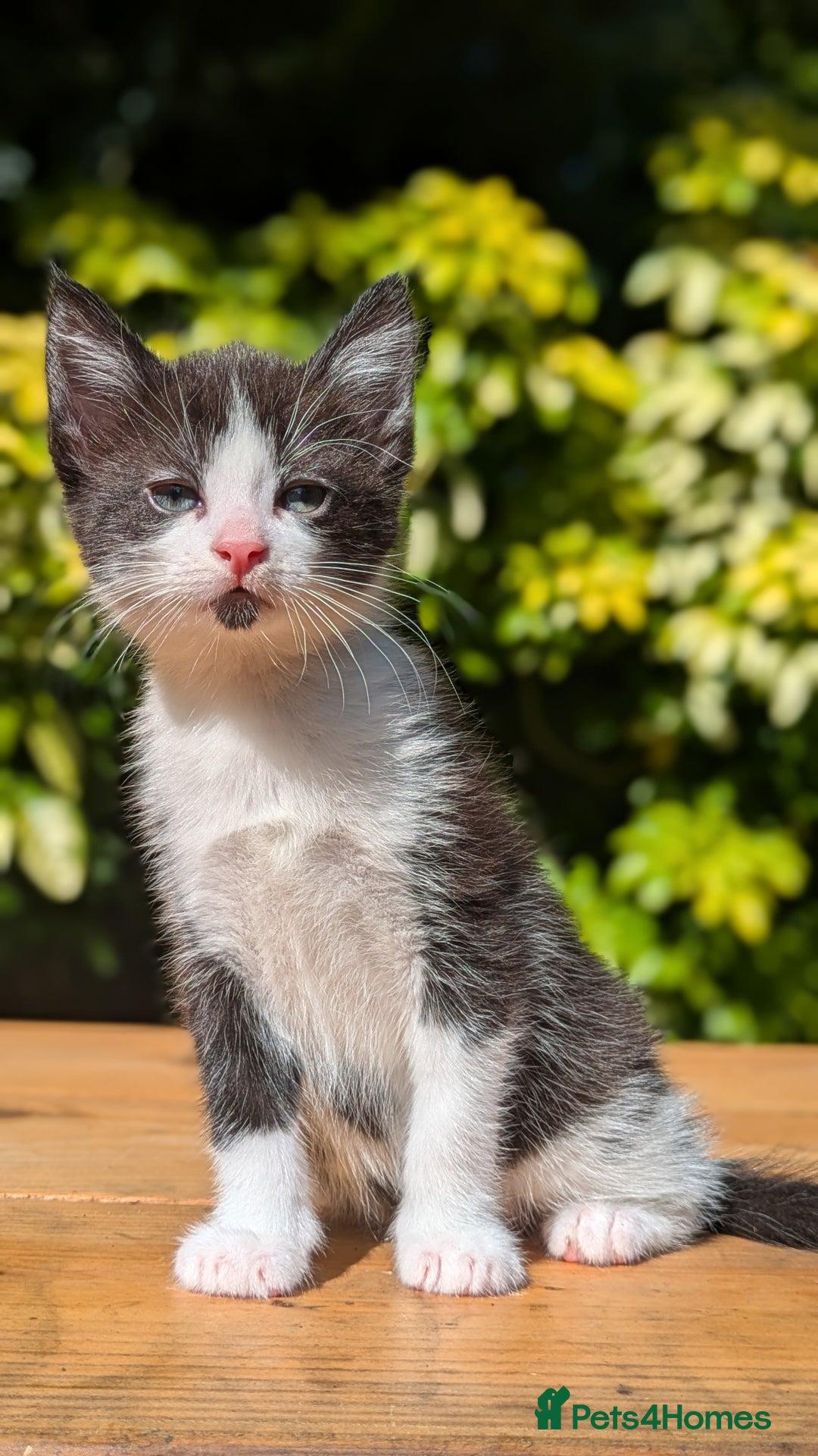 Mixed Breed cats for sale: Tuxedo Kittens - Image 20
