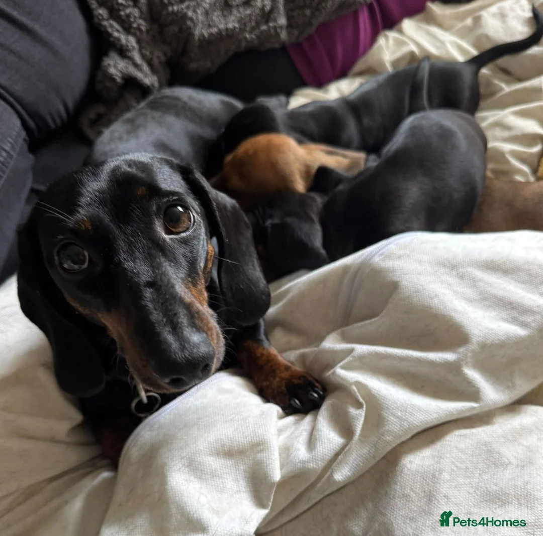 Miniature Dachshund dogs for sale: KC Reg mini smooth dachshunds available - Advert 2