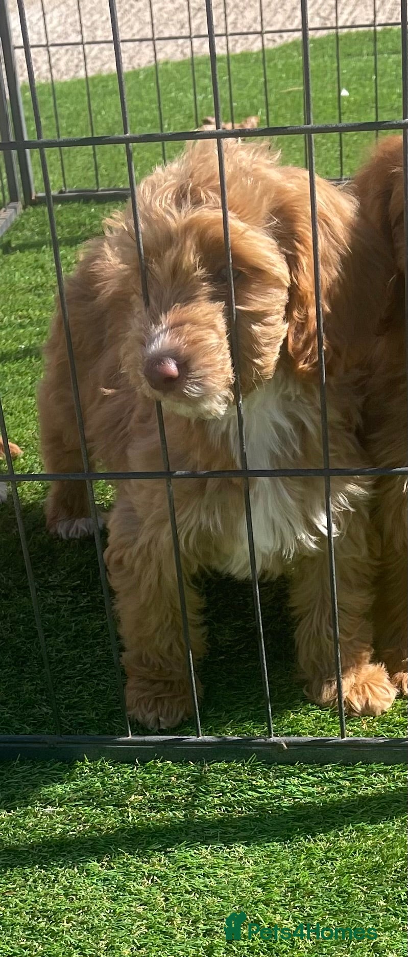 Cockapoo dogs Beautiful F1 cockapoo pups NOW READY - Advert 2