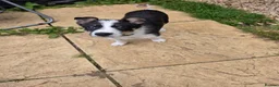 Border Collie dogs for sale: Male border collie puppy - Advert 5