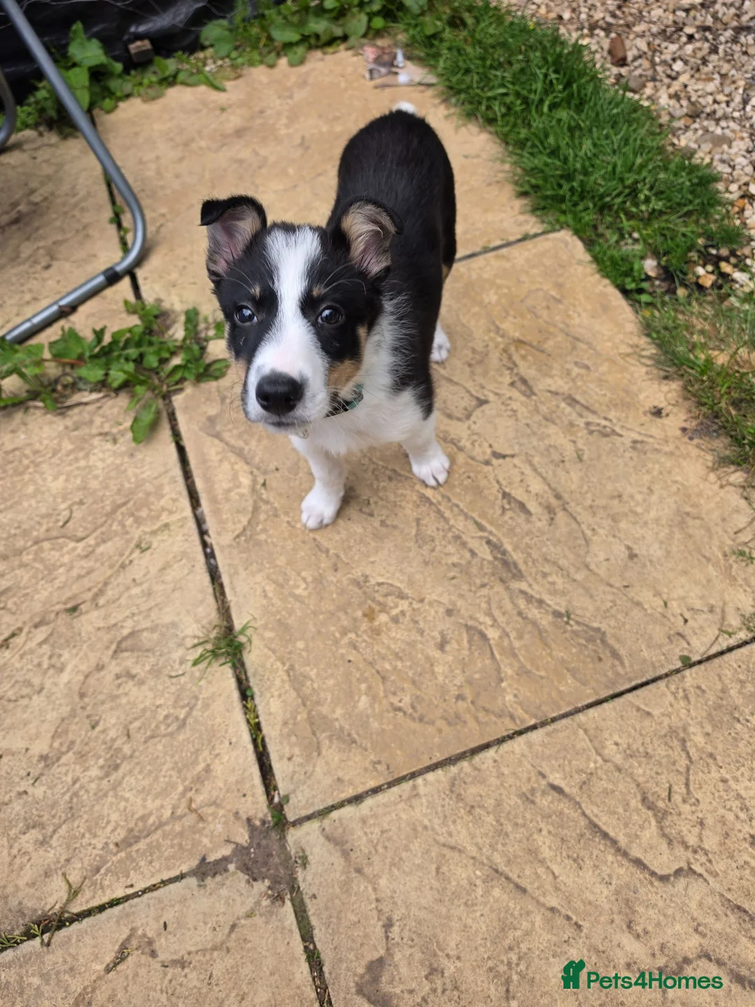 Border Collie dogs for sale: Male border collie puppy - Advert 5