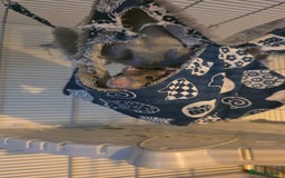 Rat rodents for sale: Male rat Looking for home - Advert 1