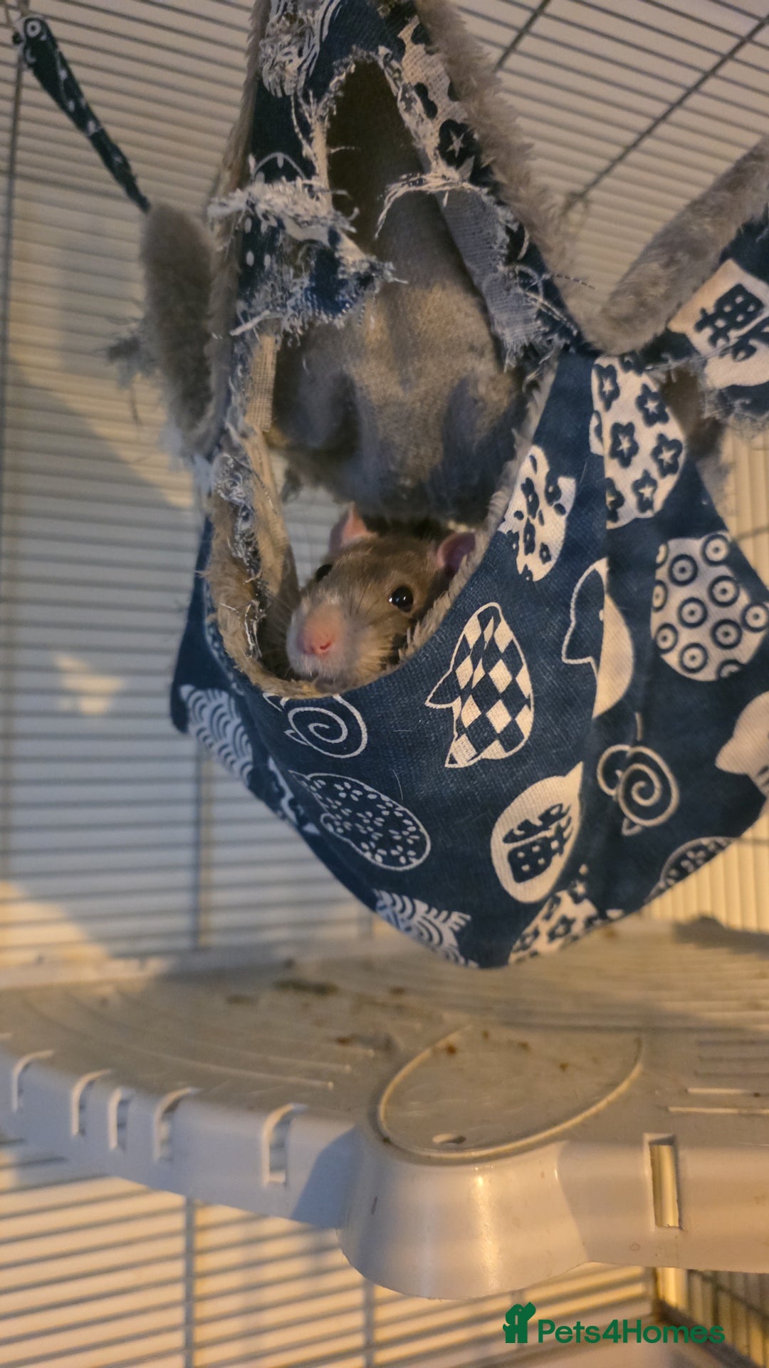 Rat rodents for sale: Male rat Looking for home - Advert 1