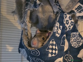 Rat rodents Male rat Looking for home - Advert 1