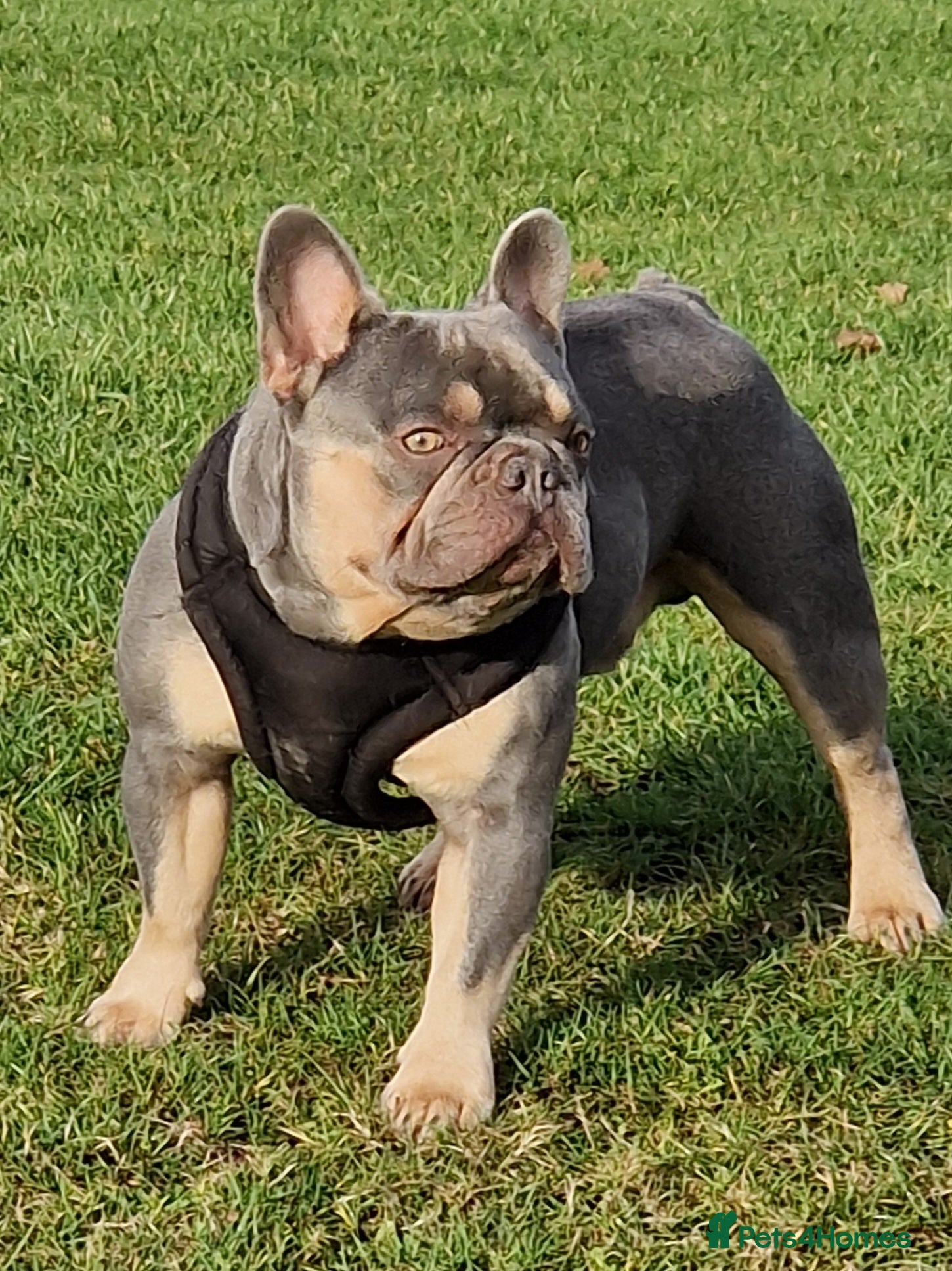 French Bulldog dogs French Bulldog stud - Advert 1