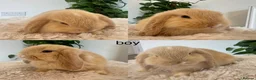 Mini Lop rabbits for sale: Mini Lop babies  - Advert 3
